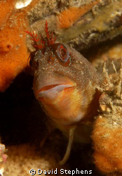 Tompot blenny under Swanage pier, October 2008. Taken wit... by David Stephens 